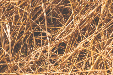 Close up of sun dried straw