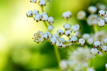Fototapeta premium small white flowers on a green yellow background