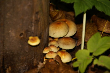 Pilze 5867