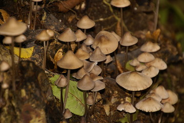 Pilze 6059