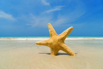 Obraz na płótnie Canvas Starfish on the tropical beach on a sunny day
