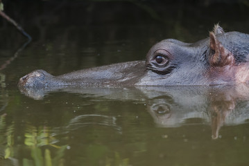 HIPPOPOTAMUS AMPHIBIUS, South Africa