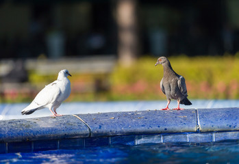 pigeons on blue fountain