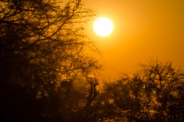 Beautiful red orange sunrise over silhouette of thorny trees with spider webs in Etosha National Park, Namibia, Africa