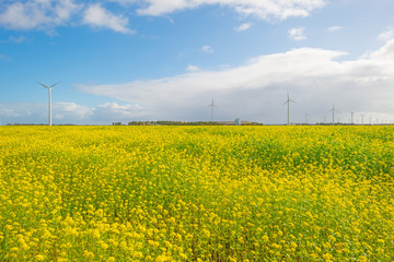 Sunlit field with yellow rapeseed below a blue cloudy sky