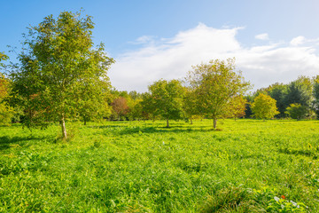 Fototapeta na wymiar Trees in a sunny field below a blue cloudy sky in autumn 