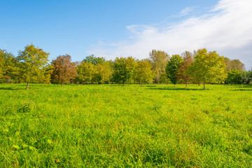 Obraz premium Trees in a sunny field below a blue cloudy sky in autumn 