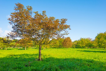 Trees in a sunny field below a blue cloudy sky in autumn
