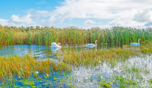 Swans swimming along the shore of a lake in autumn