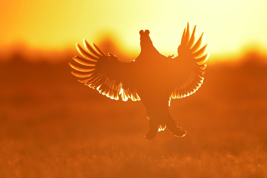 Black grouse wings wide open in flight at sunrise