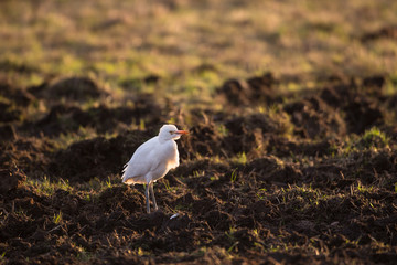 Cattle egret