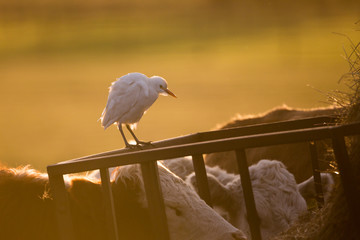 Cattle egret