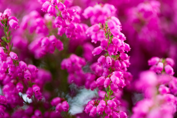 Plant erica gracilis.