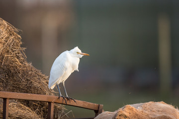 Cattle egret