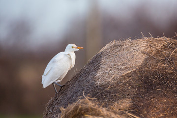 Cattle egret