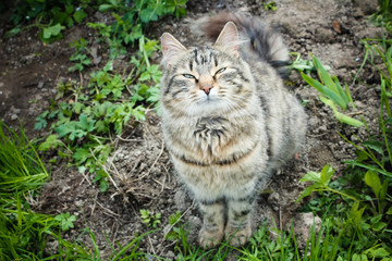 Naklejka na ściany i meble Stoned cat. stray cat enjoying the warm sun. Tabby cat with a sweet face..