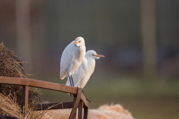 Cattle egret