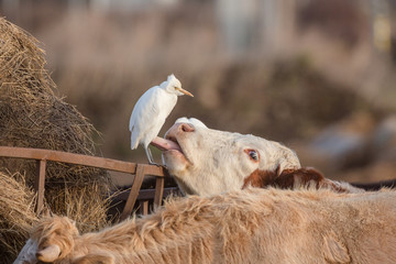 Cattle egret