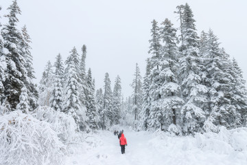 Group of some people on winter hike in mountains, backpackers walking on snowy forest