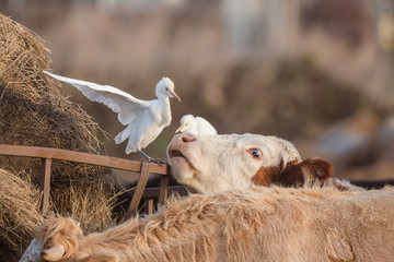 Cattle egret