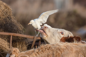 Cattle egret