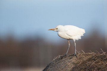 Cattle egret