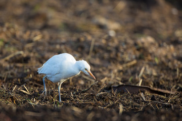 Cattle egret