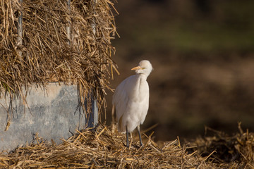 Cattle egret