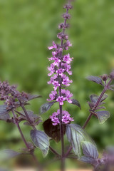 Strauchbasilikum (Lamiaceae), Blüten