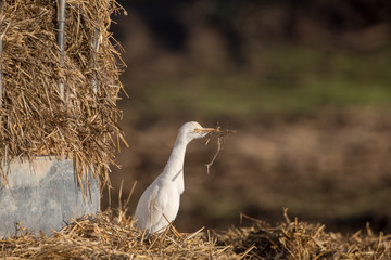 Cattle egret