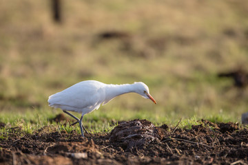 Cattle egret