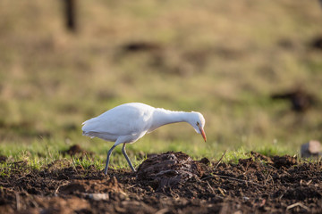 Cattle egret