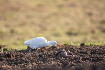 Cattle egret