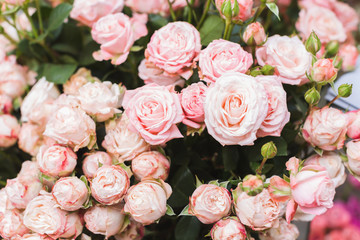Pink roses on a flower market