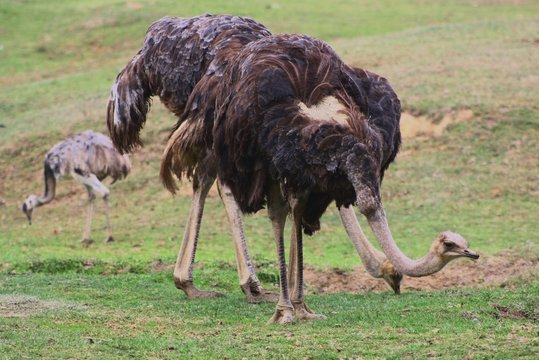 Ostrich (Struthio Camelus) (3)