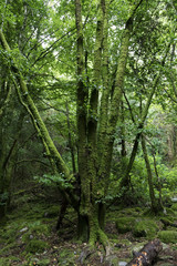 Trees in green forest