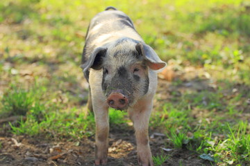 Piglet on farm