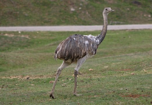 Ostrich (Struthio Camelus) (4)