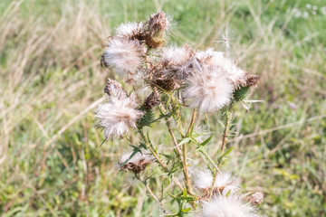 Wiesenblumen im Herbst, Schwäbische Alb, Deutschland