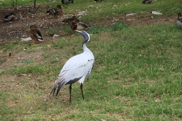 Demoiselle crane