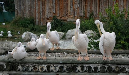 Pelicans (Pelecanus Olocrotalus) (2)