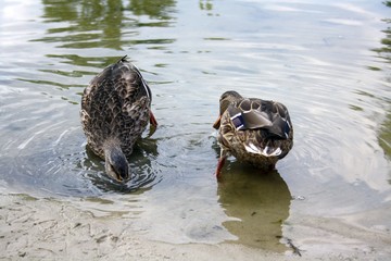  Ducks look for food in the water, filtering it