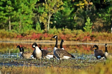 Kanadagans (Branta canadensis) am Herbstabend