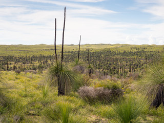 Fototapeta premium Grass trees, Wanagarren Nature Reserve, Western Australia
