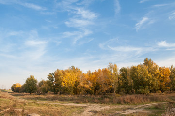 Fototapeta premium splendid fall trees and the blue sky