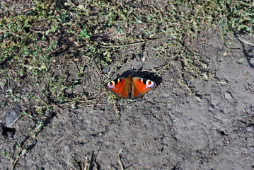 Aglais io (European peacock,  peacock butterfly) sitting on the ground