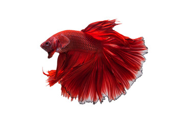 Halfmoon Betta Fish