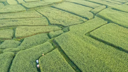 Schilderijen op glas Luchtfoto van het groene rijstveld, bijna volgroeid, kijk als een doolhof met mensen die in het rijstveld lopen, Nan, Thialand © Nabby