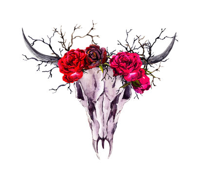 Buffalo animal skull, red roses, branches. Watercolor