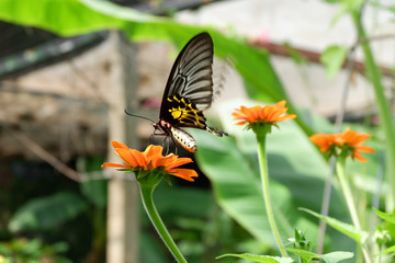 Golden Birdwing (Troides aeacus) butterfly in motion